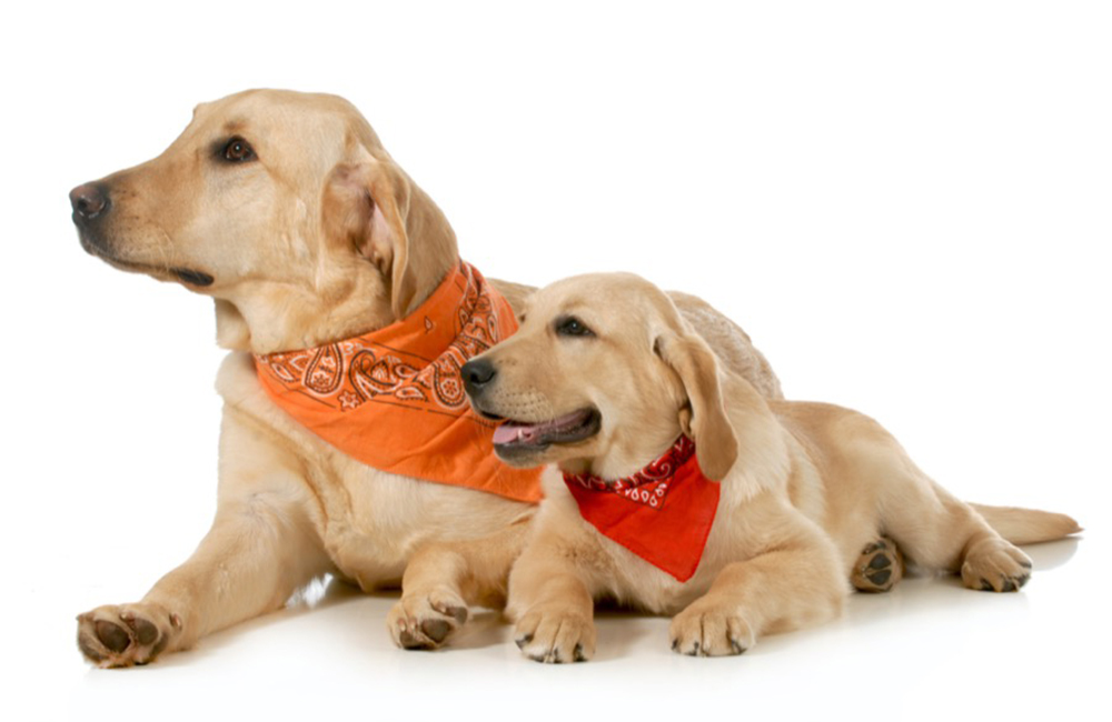 Dog Bandanas
